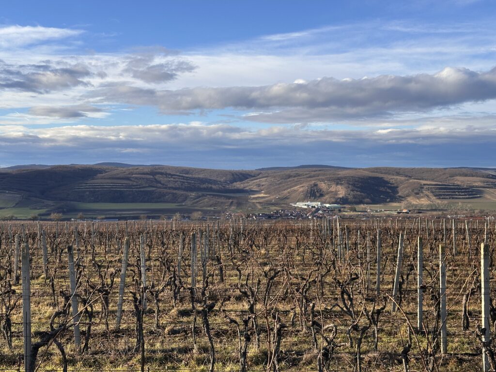 Vinice Vrbice