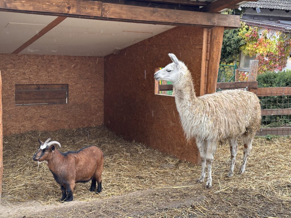 Hrnčířský dvůr Zvířetice - minizoo
